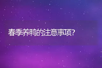 春季养鸭的注意事项？