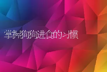 掌握狗狗进食的习惯