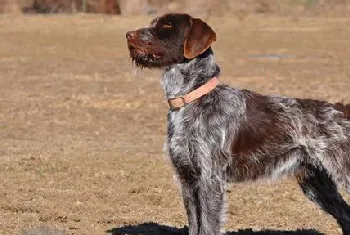 刚毛指示格里芬犬怎么梳毛 刚毛指示格里芬犬梳毛技巧