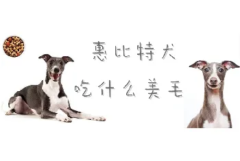 惠比特犬吃什么美毛