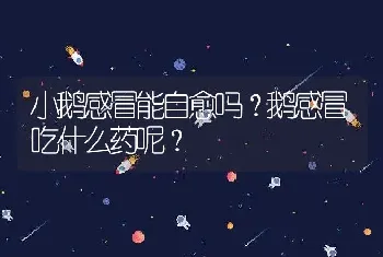 小鹅感冒能自愈吗？鹅感冒吃什么药呢？