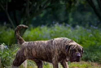 加纳利犬不能吃哪些水果 西班牙加纳利犬不能吃的水果大全