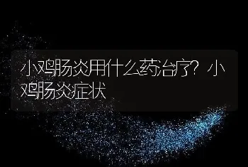 小鸡肠炎用什么药治疗？小鸡肠炎症状