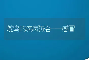 鸵鸟的疾病防治——感冒