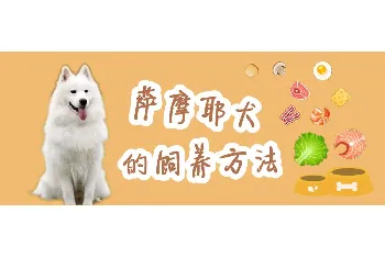 萨摩耶犬的饲养方法