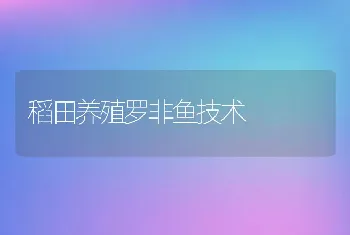 稻田养殖罗非鱼技术