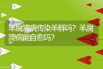 羊腐蹄病传染羊群吗？羊腐蹄病能自愈吗？