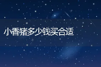 小香猪多少钱买合适