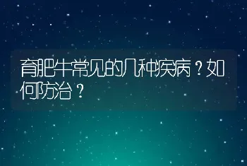 育肥牛常见的几种疾病？如何防治？