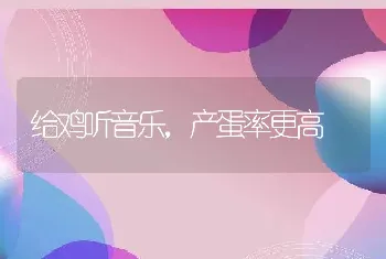 给鸡听音乐，产蛋率更高