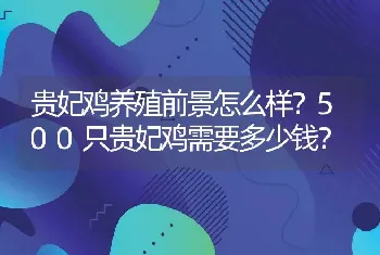 贵妃鸡养殖前景怎么样？500只贵妃鸡需要多少钱？