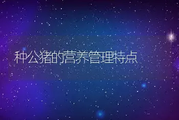 种公猪的营养管理特点