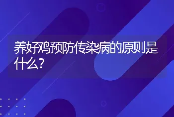 养好鸡预防传染病的原则是什么？