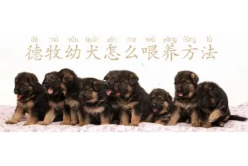 德牧幼犬怎么喂养方法