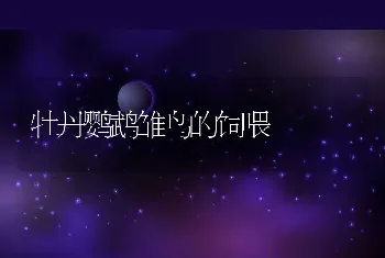 牡丹鹦鹉雏鸟的饲喂