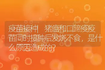 疫苗接种|猪瘟和口蹄疫疫苗同时接种后发烧不食，是什么原因造成的？