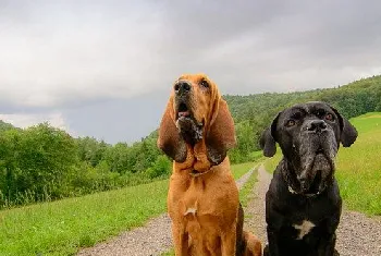 寻血猎犬牙齿怎么清洁 寻血猎犬口腔护理方法