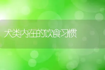 犬类内在的饮食习惯