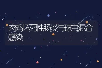 肉鸡坏死性肠炎与球虫混合感染