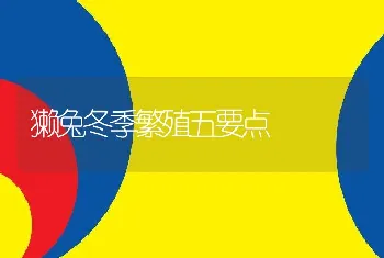 獭兔冬季繁殖五要点