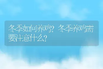 冬季如何养鸡？冬季养鸡需要注意什么？