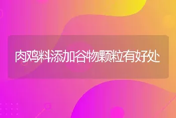 肉鸡料添加谷物颗粒有好处