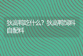 狄高鸭吃什么？狄高鸭饲料自配料