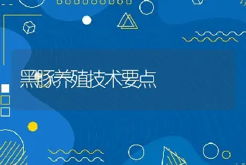 黑豚养殖技术要点