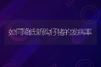 犬布鲁氏菌病特征与防治