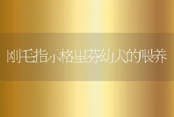 刚毛指示格里芬幼犬的喂养