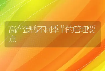 高产蛋鸭不同季节的管理要点