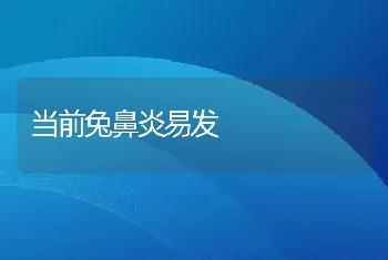 当前兔鼻炎易发