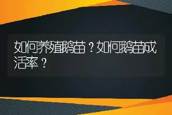 如何养殖鹅苗？如何鹅苗成活率？