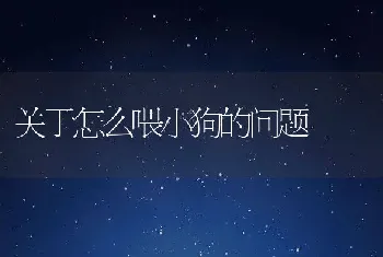 关于怎么喂小狗的问题