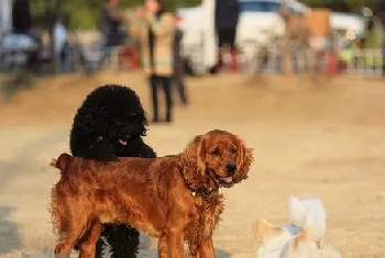 田野小猎犬耳朵怎么清洁 田野小猎犬耳朵护理方法