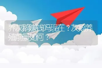 养灰鹅赚钱吗现在？灰鹅养殖前景如何？