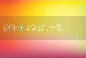 迷你垂耳兔图片全集