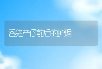 香猪产仔前后的护理