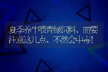 夏季养牛喂青绿饲料，需要注意这几点，不然会中毒！