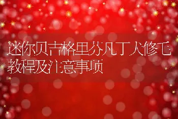 迷你贝吉格里芬凡丁犬修毛教程及注意事项