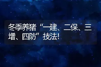 冬季养猪“一建、二保、三增、四防”技法！