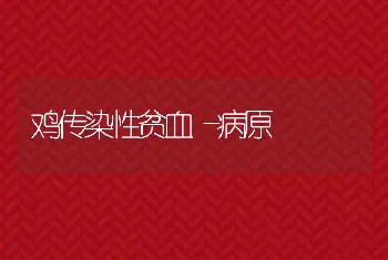 鸡传染性贫血―病原