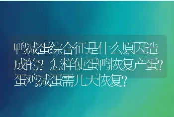 鸭减蛋综合征是什么原因造成的？怎样使蛋鸭恢复产蛋？