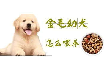 金毛幼犬怎么喂养