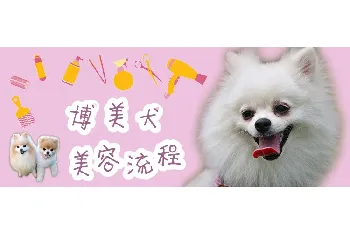 博美犬美容流程