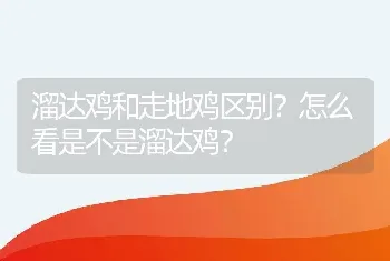 溜达鸡和走地鸡区别？怎么看是不是溜达鸡？