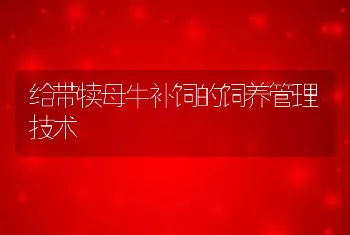 给带犊母牛补饲的饲养管理技术