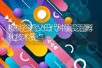 樱桃谷鸭父母代种蛋变温孵化技术要点