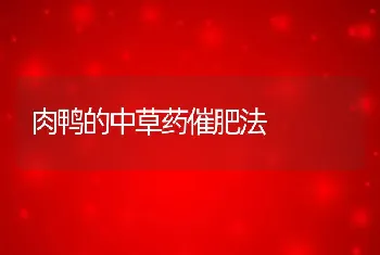 肉鸭的中草药催肥法