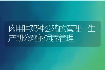 肉用种鸡种公鸡的管理-生产期公鸡的饲养管理